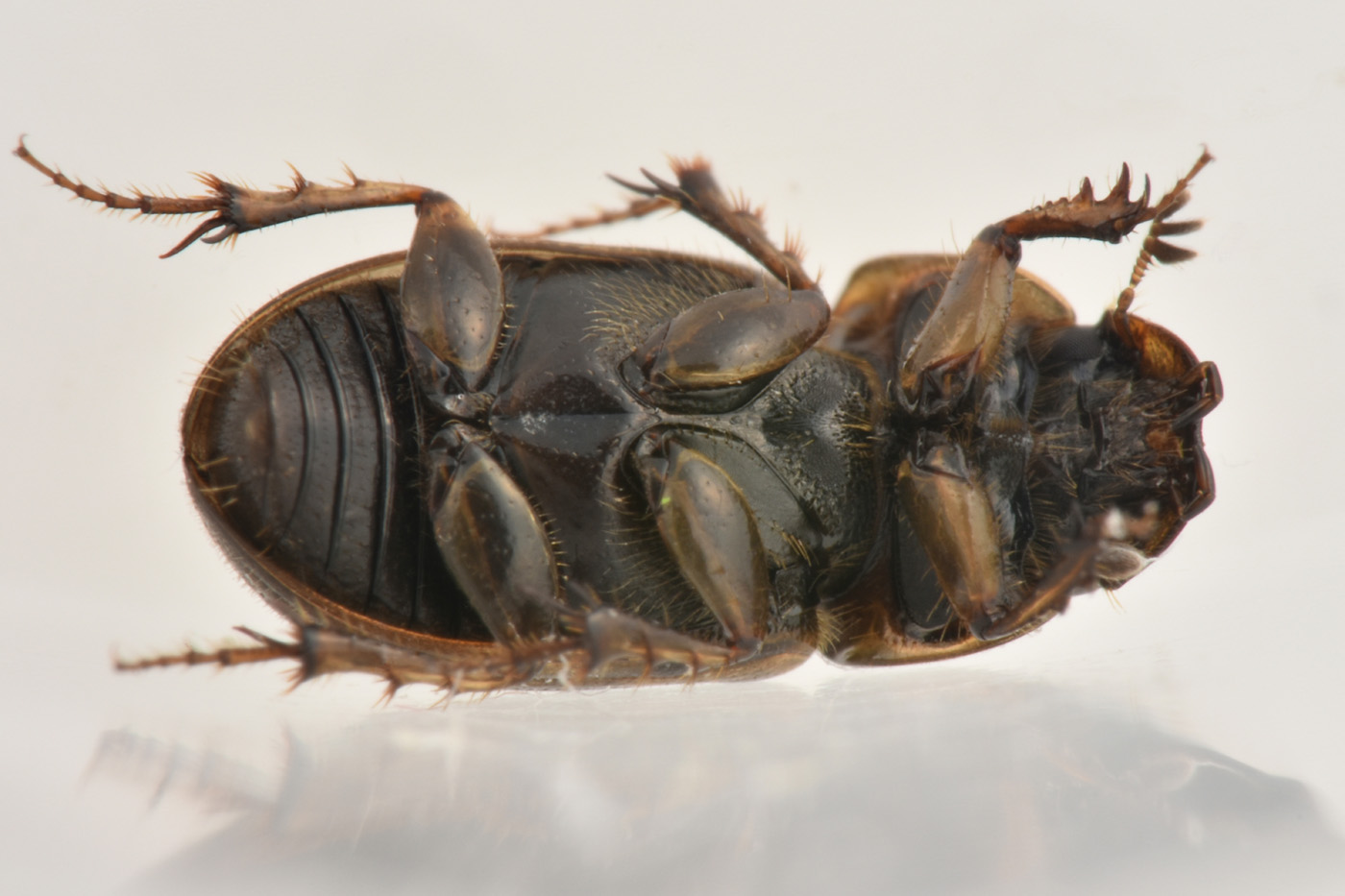 Aphodiidae: Melinopterus consputus?  S.